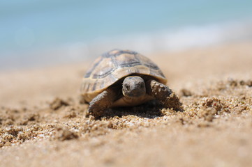 turtle isolated on white background