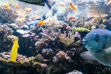 coral reef fish in the water