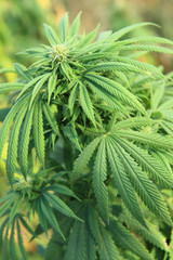cannabis plant (marijuana)