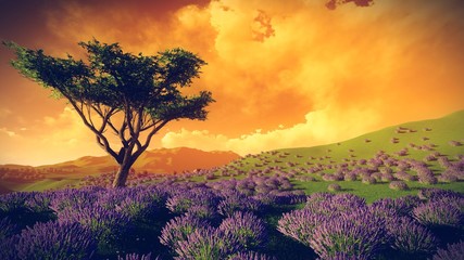 Obraz premium Lavender fields with solitary tree