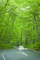 Road in a green forest