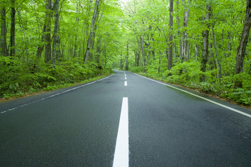 Road in a green forest