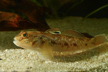 Fototapeta premium Round goby, Neogobius melanostomus