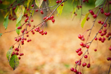 Paradise apples