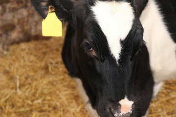 Dairy cow. Cows on farm.