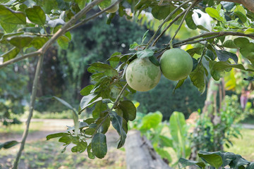 pomelo