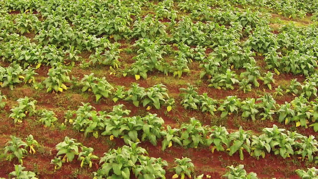 Aerial shot on tobacco plantation of Thailand 