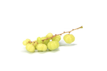 star gooseberry  