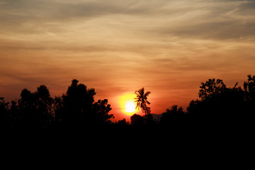 Fototapeta na wymiar Cornfield many trees silhouette Sunset, unfocused (Blur Background)