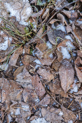 snow-covered old leaves and grass background
