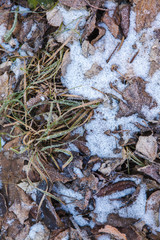 snow-covered old leaves and grass background