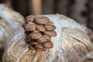 oyster mushrooms grow on a mushroom farm
