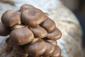 oyster mushrooms grow on a mushroom farm