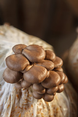 oyster mushrooms grow on a mushroom farm