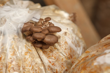 oyster mushrooms grow on a mushroom farm