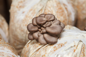 oyster mushrooms grow on a mushroom farm