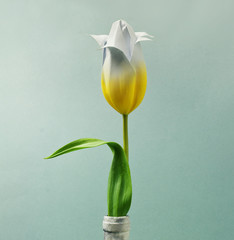 yellow, tulip , blue , background 