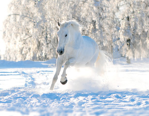white horse runs in snow