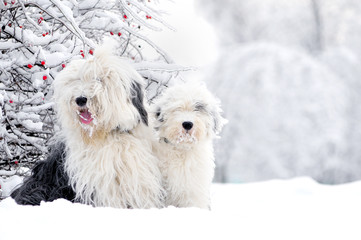 two old english sheepdogs sitting in winter meadow
