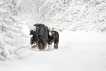 dog and puppy backs going away in snow forest