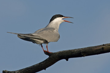 Common tern (Sterna hirundo)