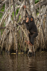 chimpanzee on mangroves in Congo/chimpanzee on mangroves in Congo