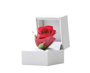 Red rose head in a jewelry box