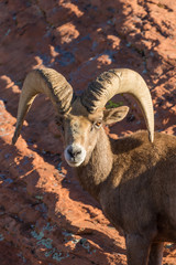 Desert Bighorn Sheep Ram