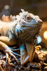 Iguana sitting on a branch in the terrarium