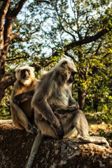 langur monkeys in the forest