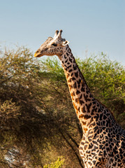 Giraffes in Tsavo East National Park, Kenya