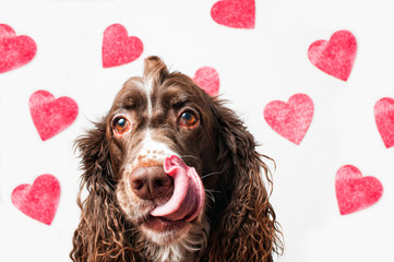 cute springer spaniel dog with a heart background