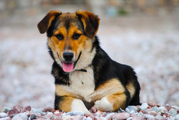 A hungry dog looking into the distance in search of food