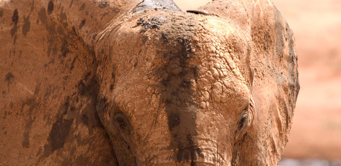 Obraz premium Elephants in Tsavo East National Park