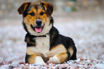 A hungry dog looking into the distance in search of food