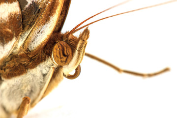 macro shot of a lime butterfly