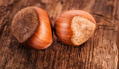 Fresh brown hazelnut