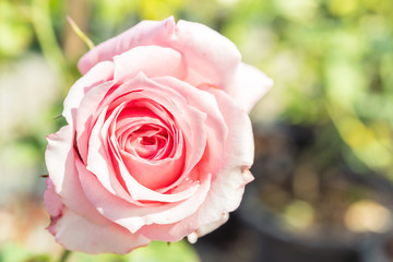 a bunch of roses in the garden