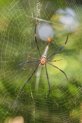 Nephila maculata, Spider