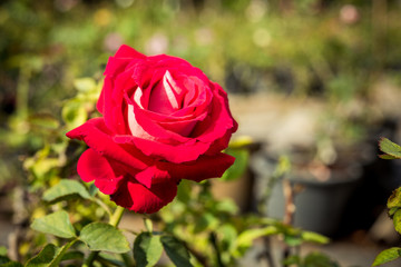 a bunch of roses in the garden