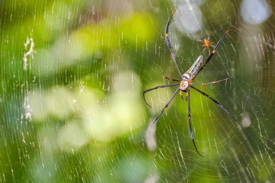 Nephila maculata, Spider