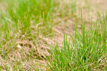 Green and dead grass