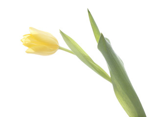 a yellow tulip thread
