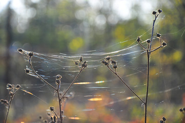 cobweb highway shining