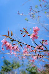 Wild himalayan cherry (prunus cerasoides) at Chiangmai Thailand.