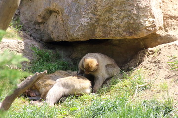 Obraz premium A monkey comb through another monkey