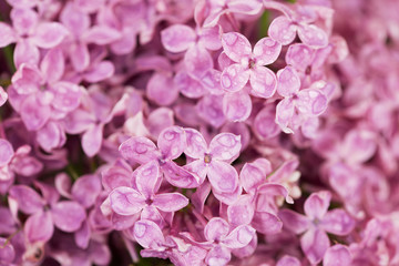 Pink lilac flowers after rain.