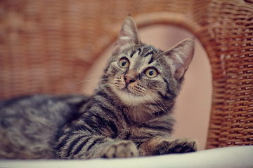 Portrait of a striped domestic kitten on a wicker chair