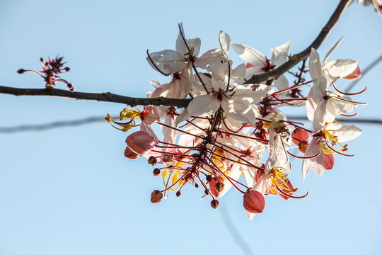 Java Cassia, Pink Shower, Apple Blossom Tree, Rainbow Shower Tree (Cassia javanica)