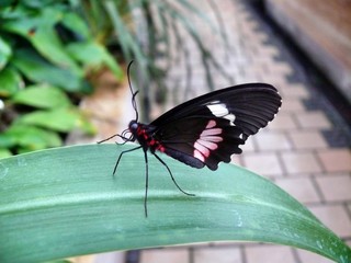 Tiere und Insekten